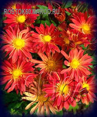 хризантема корейская  РОМАШКА - dendranthema ( chrysanthemum ) 
