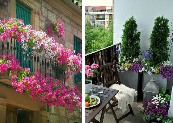 цветы на балконе как украсить