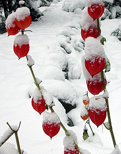 Сад зимой, фото № 14