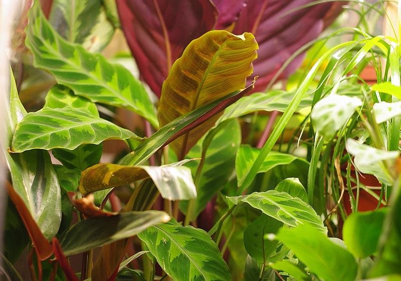 calathea Warscewiczii в природе