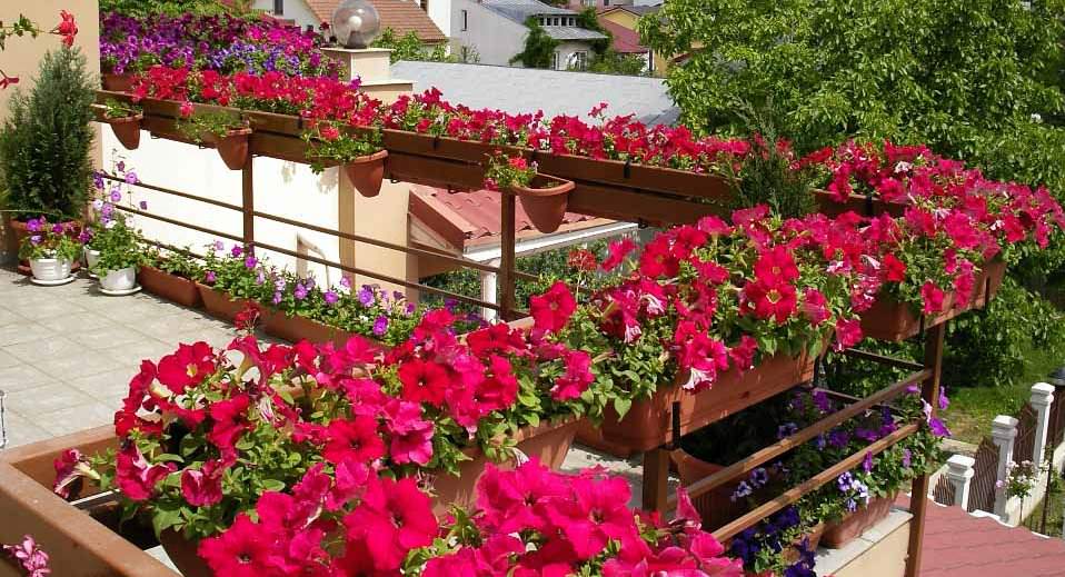 Цветок для балкона — это живой организм, который нуждается в заботе и уходе