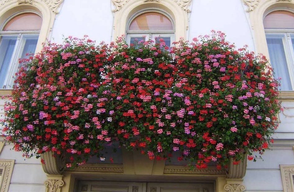 Цветы для балкона, расположенного на южной стороне здания, должны отличаться высокой светолюбивостью и летом хорошо переносить повышенные температуры