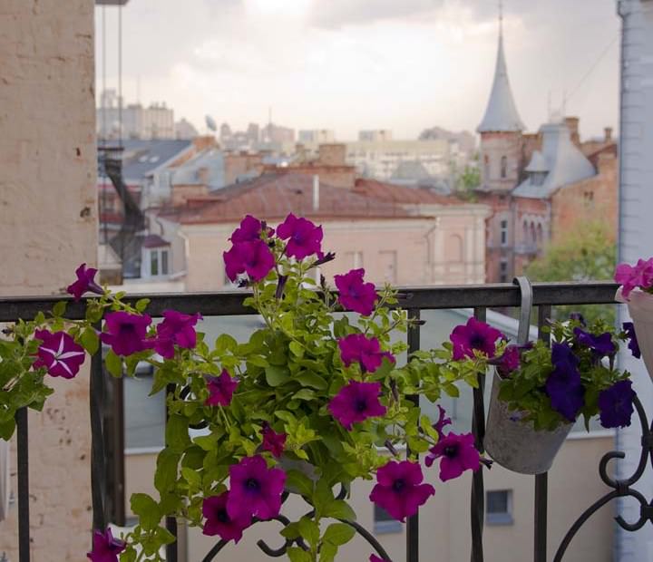 Цветок для балкона — это живой организм, который нуждается в заботе и уходе