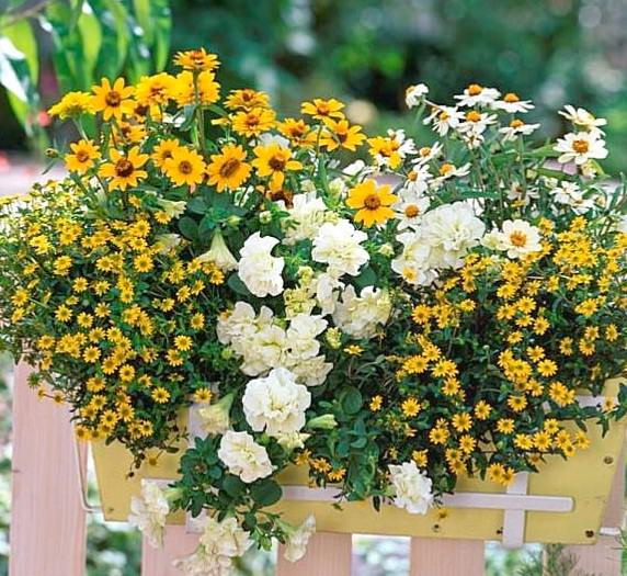 Вопрос о том, какие цветы посадить на балконе, особенно остро стоит весной