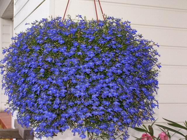 Ампельный цветок для балкона можно высаживать в кашпо, корзины или вазоны
