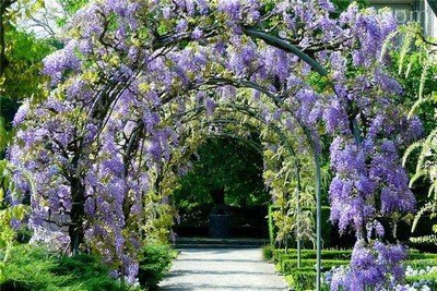 Красивая арка вдоль аллеи сада