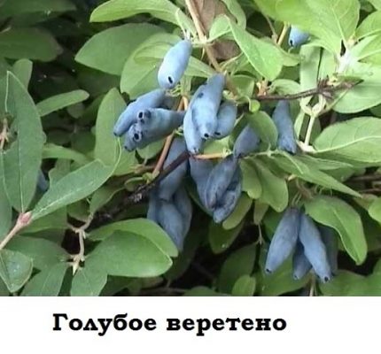 Плоды жимолости Голубое веретено на ветвях куста