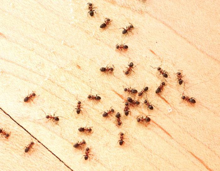 как избавиться от маленьких муравьев в квартире