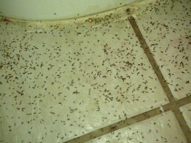 маленькие муравьи в квартире как избавиться