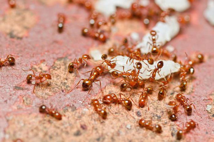 маленькие рыжие муравьи в квартире как избавиться