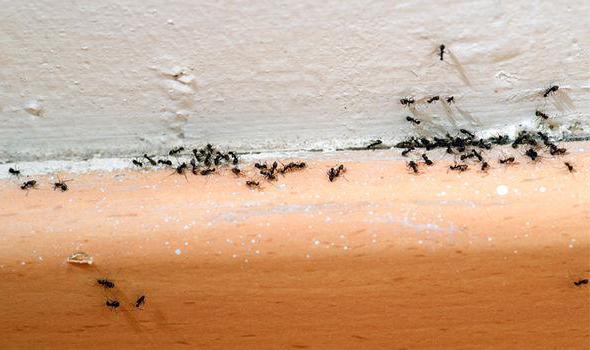 в квартире появились маленькие муравьи как избавиться