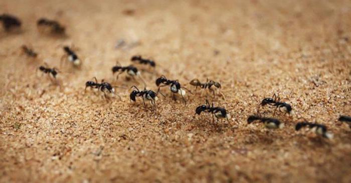 маленькие коричневые муравьи в квартире как избавиться