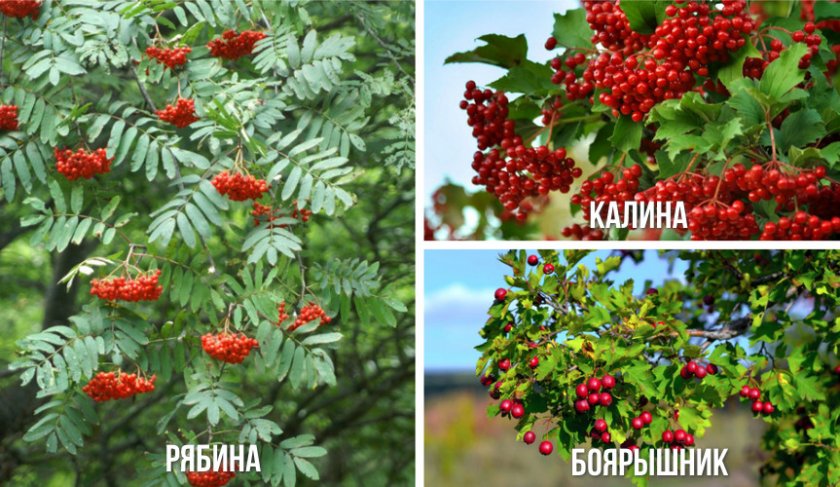 Растения, сочетаемые с гортензией
