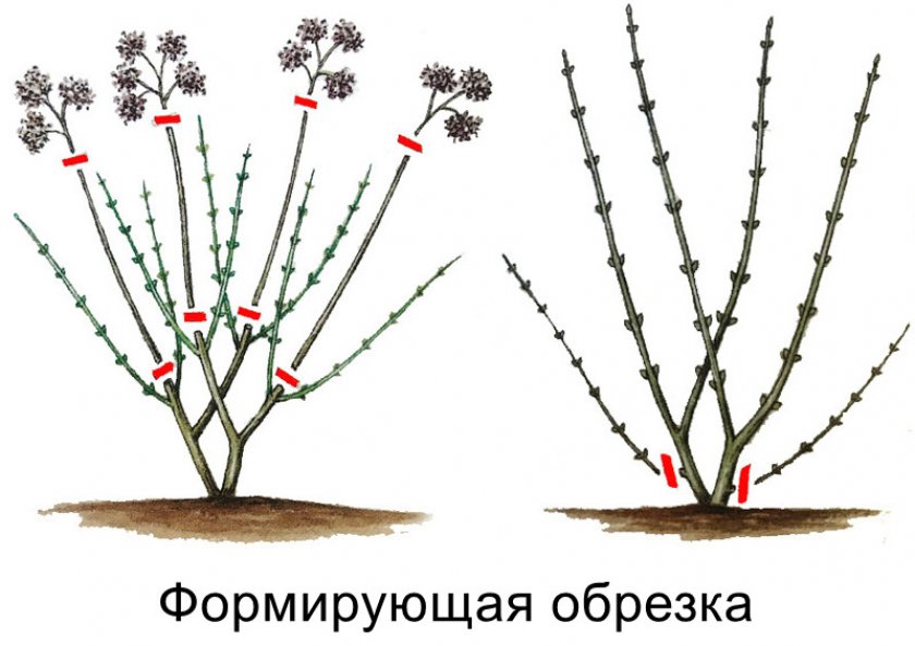 Формировочная обрезка гортензии