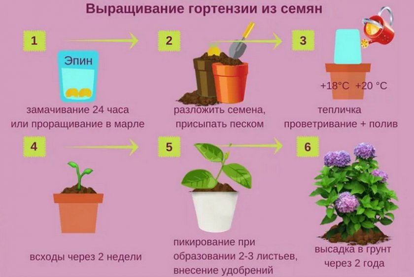 Размножение гортензии семенами