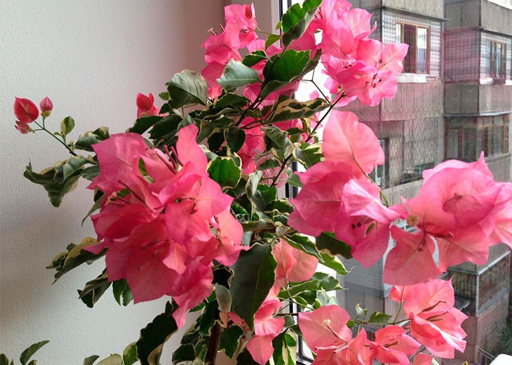 bougainvillaea розовая у окна