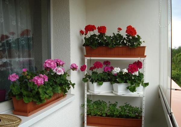 Чтобы на балконе росли комнатные цветы, он должен быть остеклен 