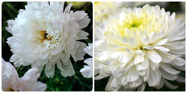 Космея Снежный клик. Фото с сайта seedspost.ru. Хризантема садовая  Zembla White, фото автора