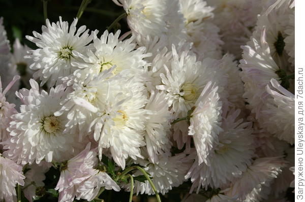 Хризантема садовая сорт Аннушка