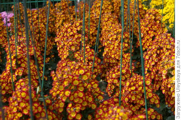 Хризантема садовая сорт Пчёлка