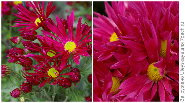 Хризантема сорт Bossa Time 2016 слева, начало цветения и справа 2015 г пик цветения