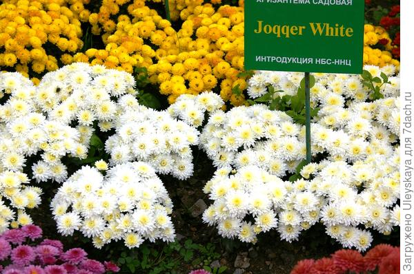 Сорт Jogger White, фото автора