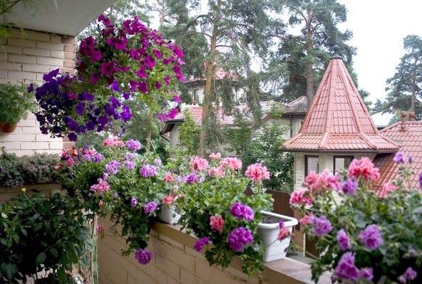 Цветник на балконе - цветы на краю балкона
