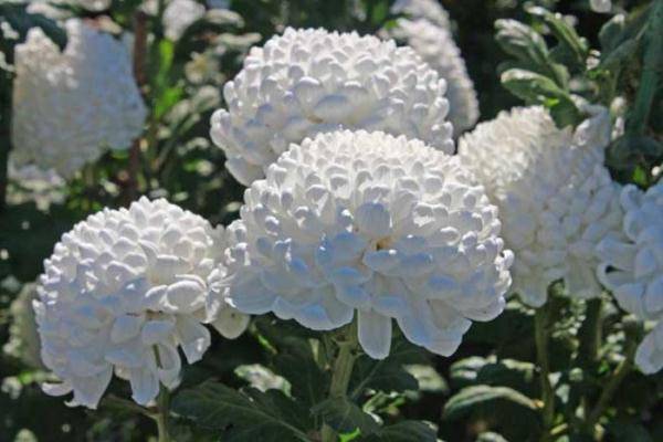 Белые хризантемы олицетворяют открытые и честные намерения