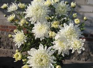 Хризантемы, цветы белые