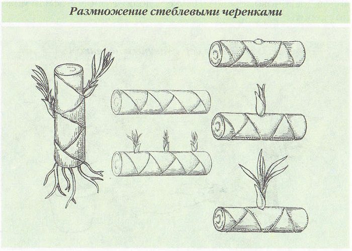  стеблевыми черенками