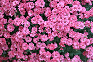 Фотографии Хризантемы Много Розовый