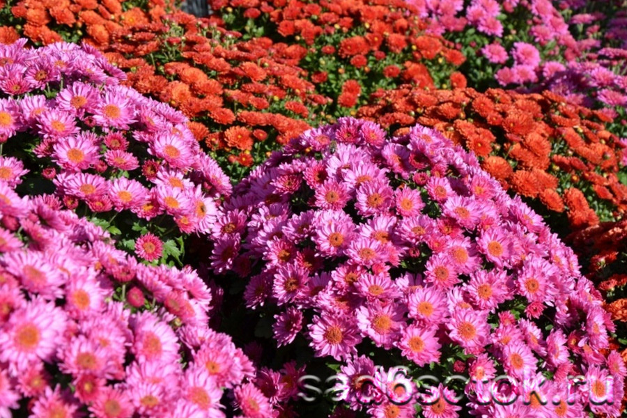 Мультифлора (Chrysanthemum multiflora)