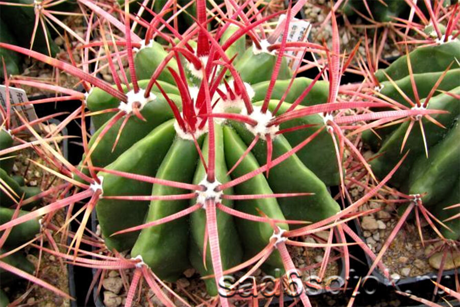 Ферокактус (Ferocactus)