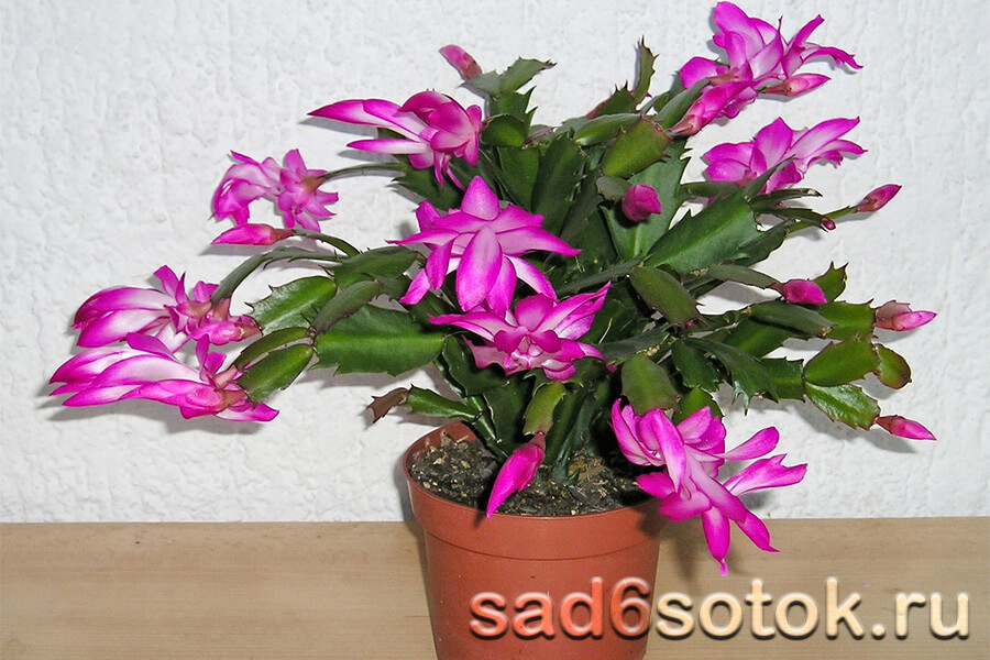 Шлюмбергера (Schlumbergera)