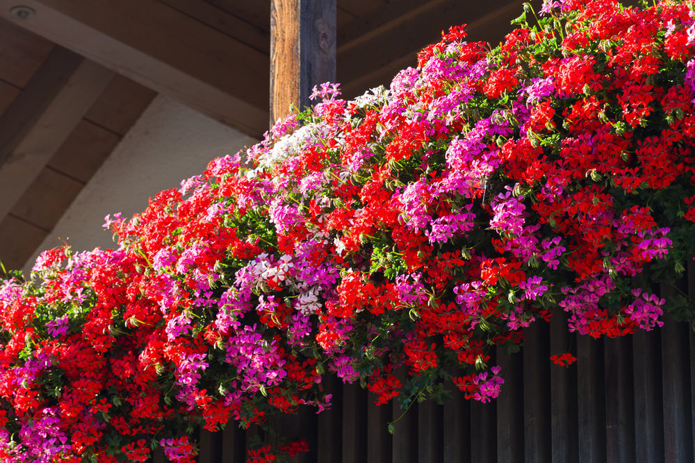 Цветы для балкона цветущие