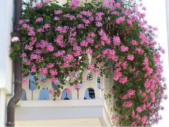Цветы на балконе: названия, советы по расположению