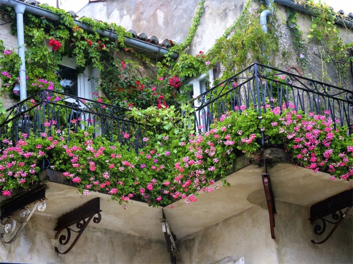 Цветы на балконе: названия, советы по расположению