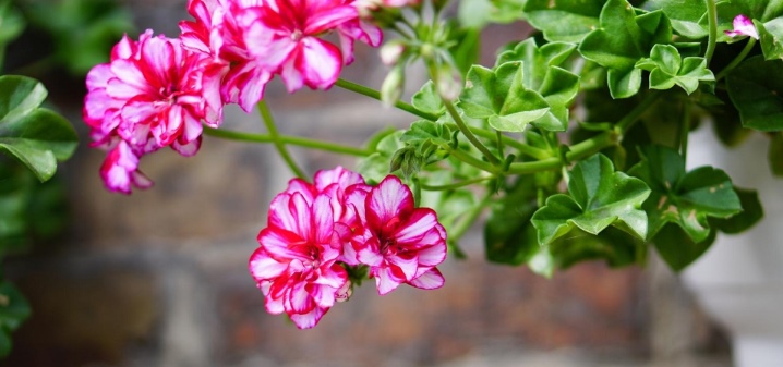 Ампельные цветы: виды и советы по уходу