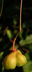 Euonymus verrucosus20110704 059-2.jpg