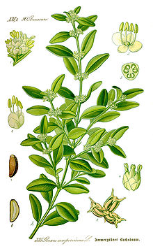 Gewöhnlicher Buchsbaum, Buxus sempervirens .JPG
