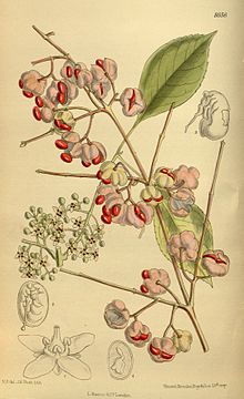 EuonymusBungeanus7.jpg