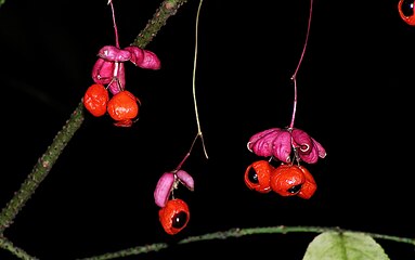 Euonymus verrucosus20100925 092.jpg