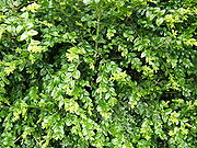 Buxus sempervirens foliage 1.jpg