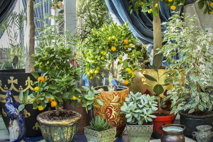 Комнатные лимоны и другие растения в зимнем саду на балконе