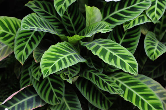 Калатея полосатая (Calathea zebrina)