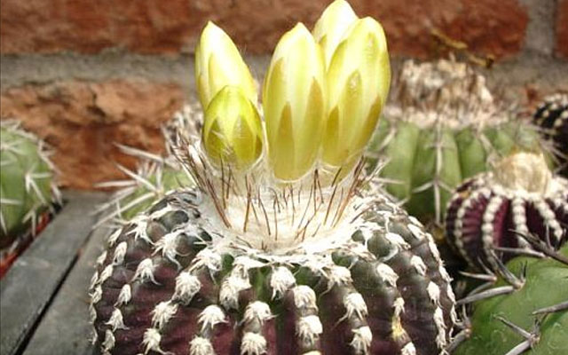Самые уникальные в мире кактусы (фото и названия)