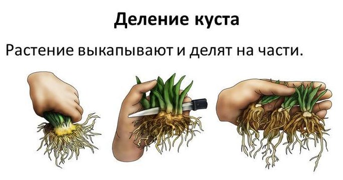 цветы для кухни