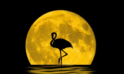 фламинго луна силуэт отражение