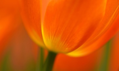 тюльпан оранжевый макро